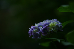 紫陽花 DSC03209