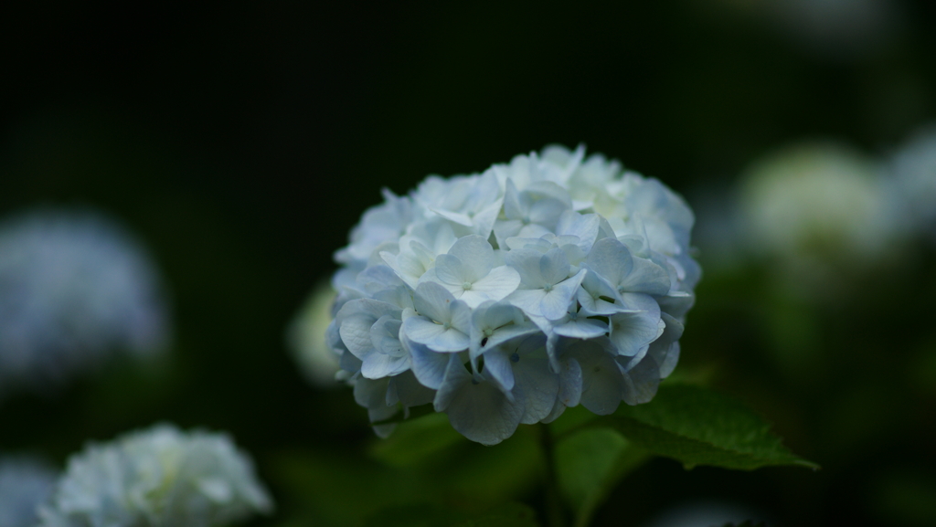 紫陽花　DSC06840