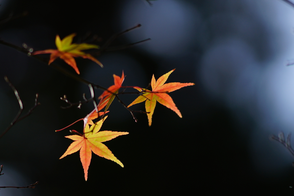 紅葉　DSC00880