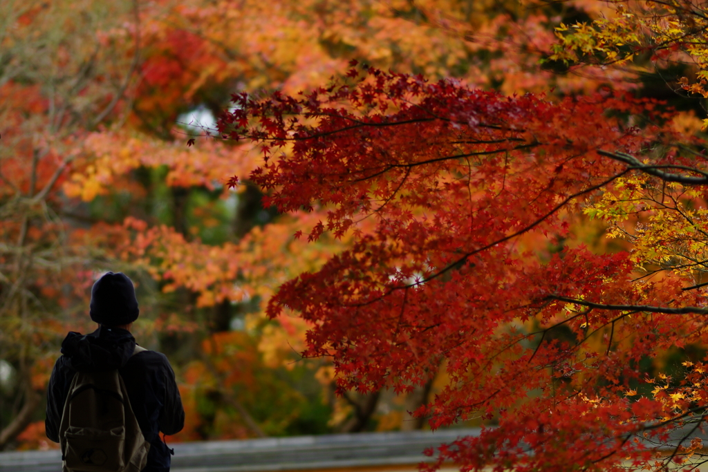 紅葉　DSC01011