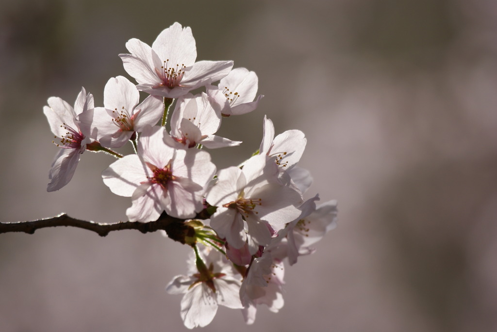 桜４