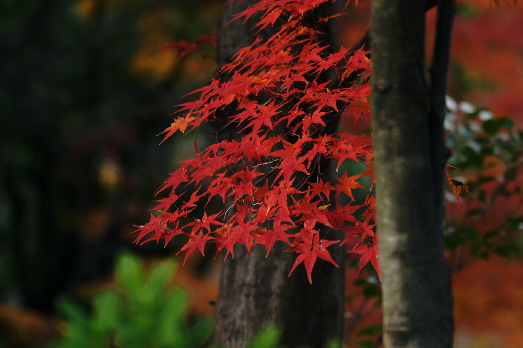 ２０１３　紅葉１１