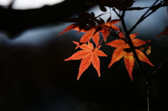 ２０１３　紅葉１７