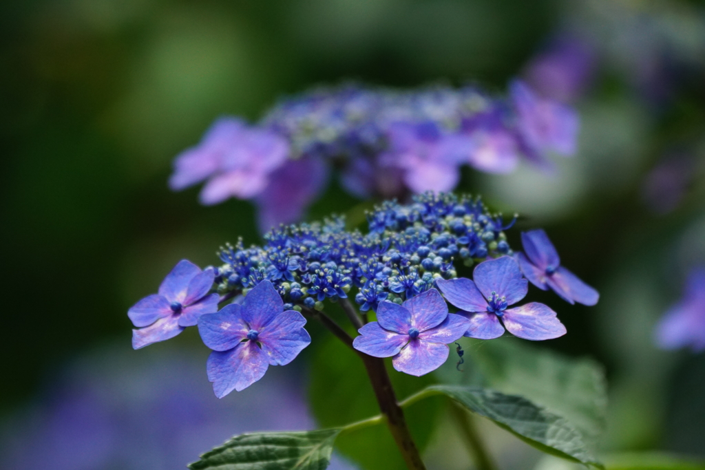 紫陽花DSC02219
