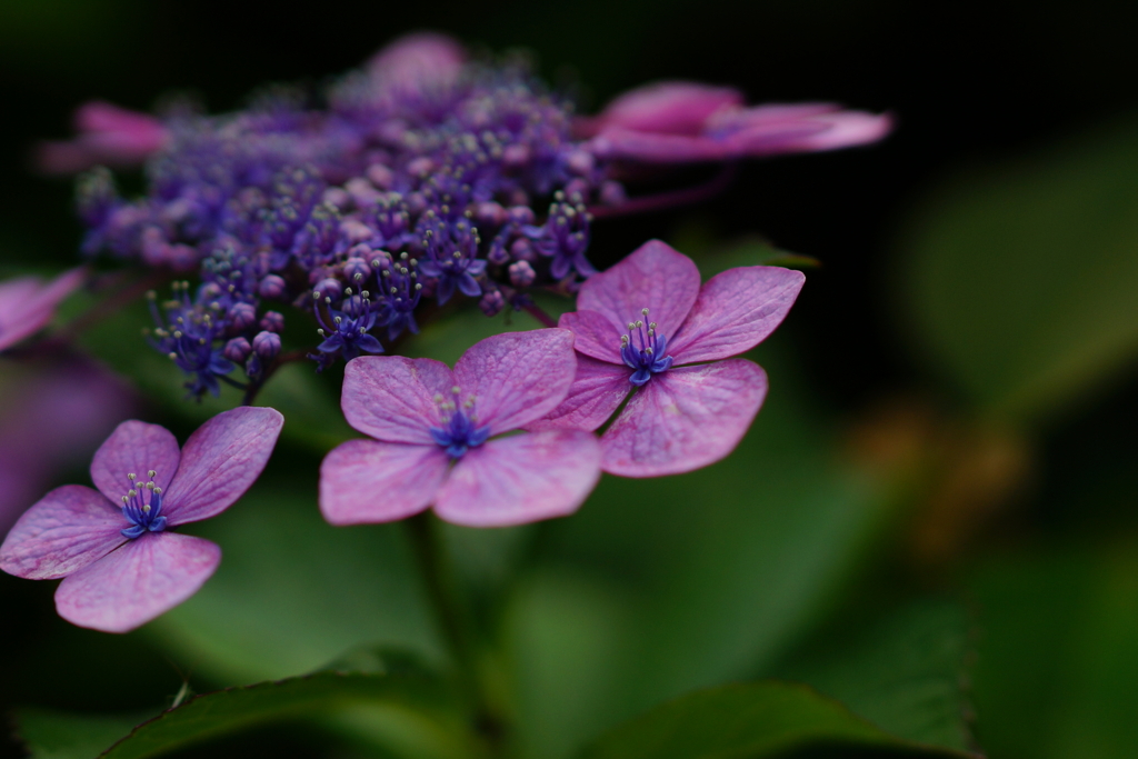 紫陽花　DSC01582