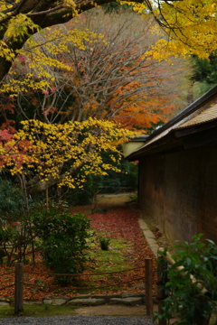 紅葉　DSC06001