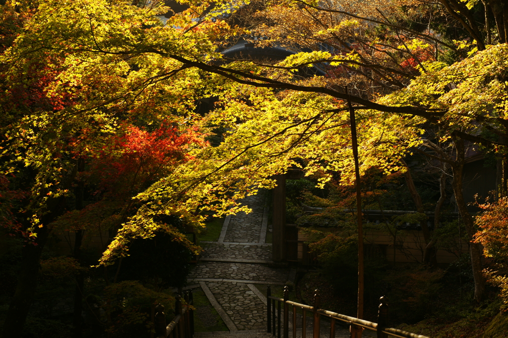紅葉　DSC06693