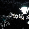 桜　DSC01450