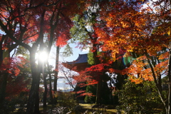 紅葉　DSC01404