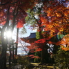 紅葉　DSC01404