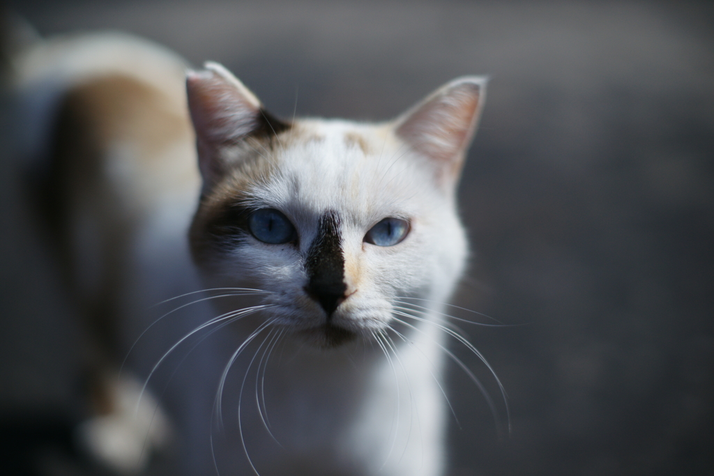 猫　DSC05436