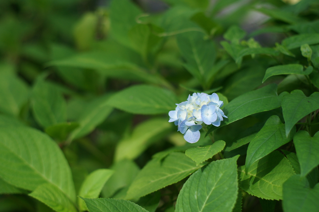 紫陽花DSC00758