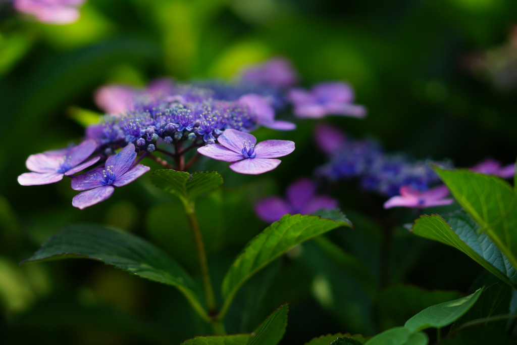 紫陽花　DSC01610