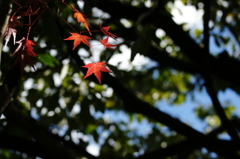 ２０１３　紅葉１６