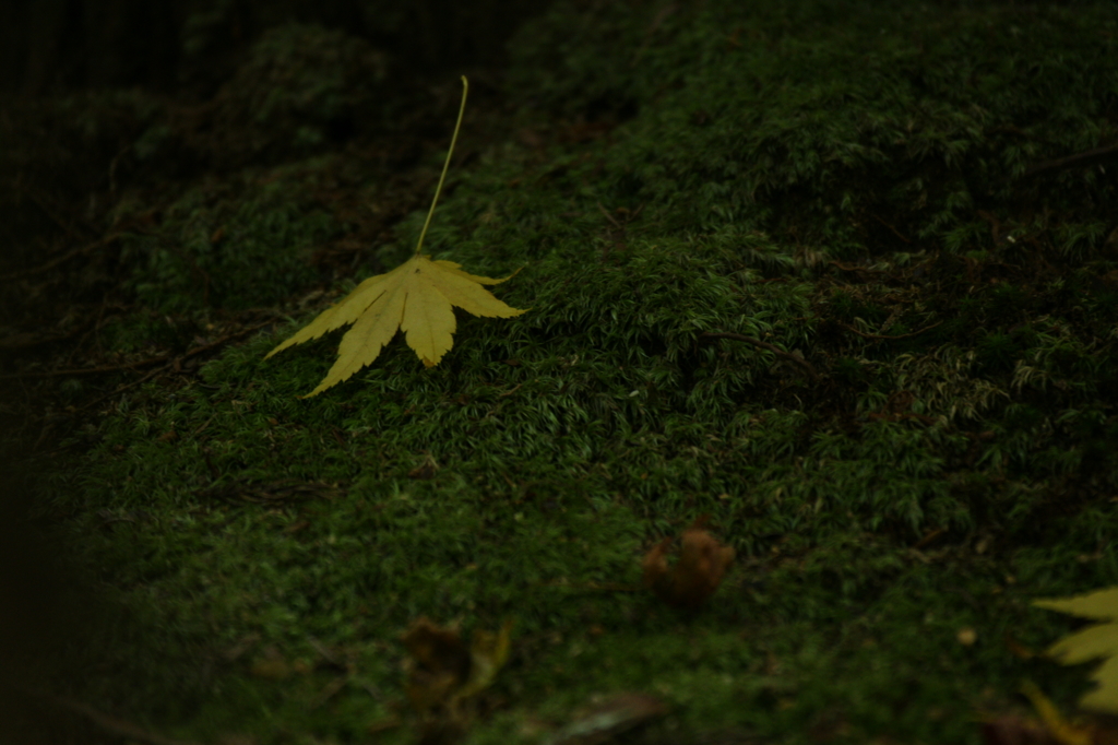 ２０１５　龍安寺　１