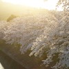 桜　DSC02848