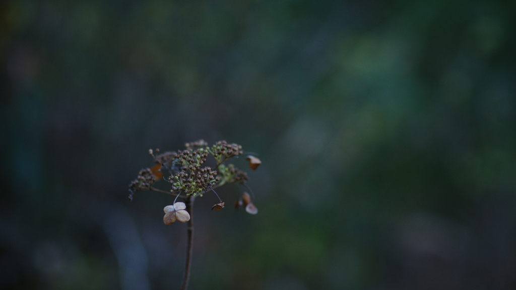 紫陽花　DSC07433