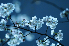 桜　DSC01255