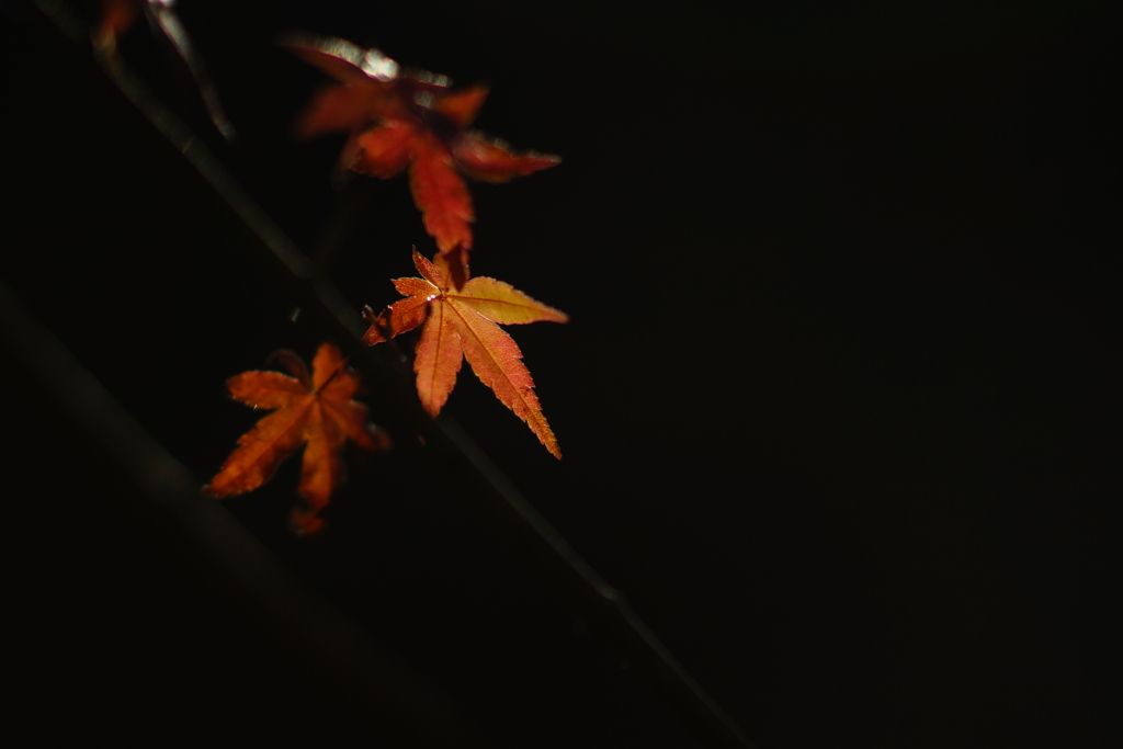 紅葉　DSC02436