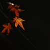 紅葉　DSC02436