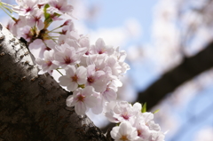 2014 桜　４