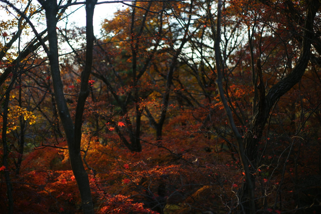 2016　紅葉１２