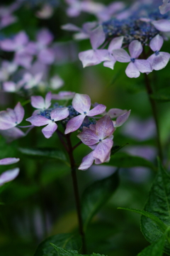 紫陽花　DSC01677