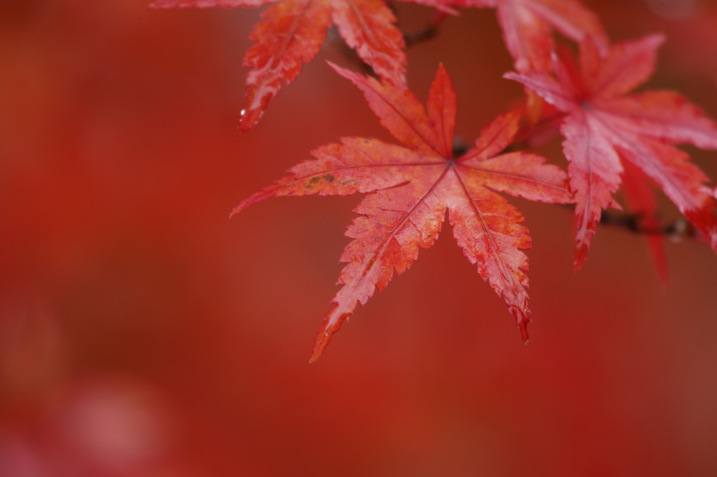 ２０１３　紅葉２６