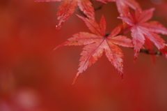 ２０１３　紅葉２６