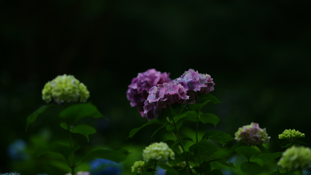 紫陽花　DSC07064