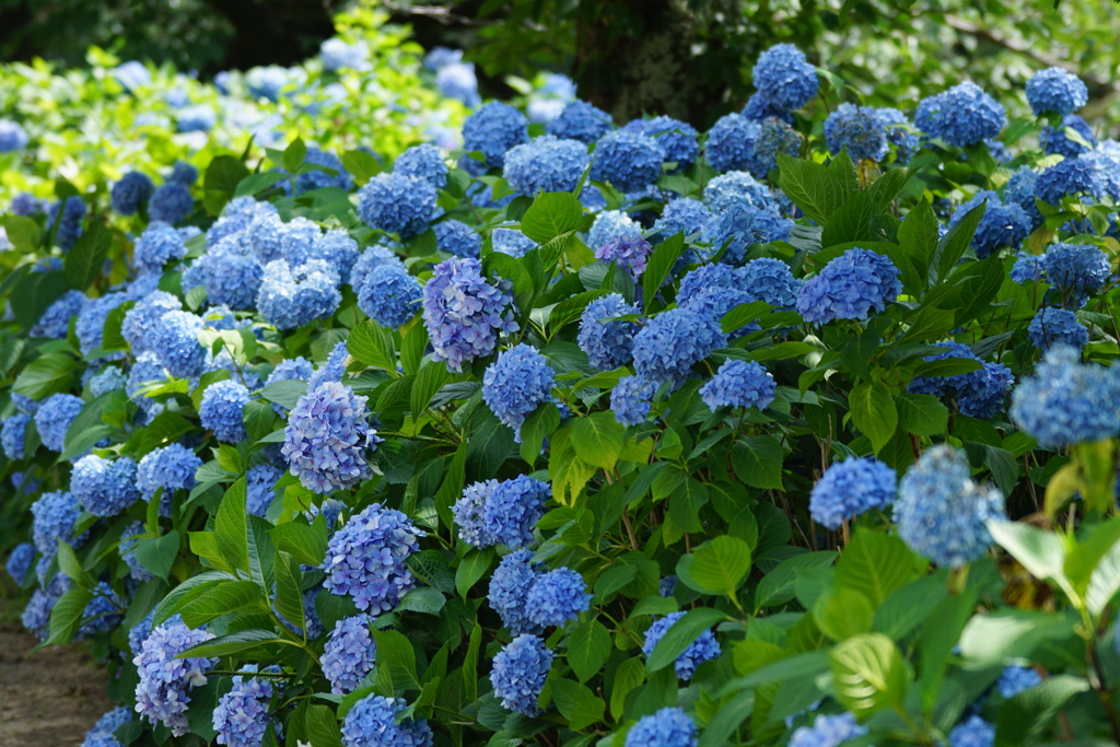 紫陽花DSC02322
