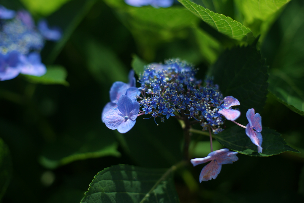 紫陽花DSC00697