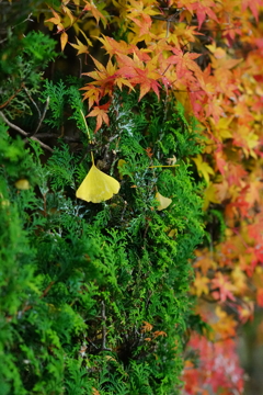 銀杏　DSC02363