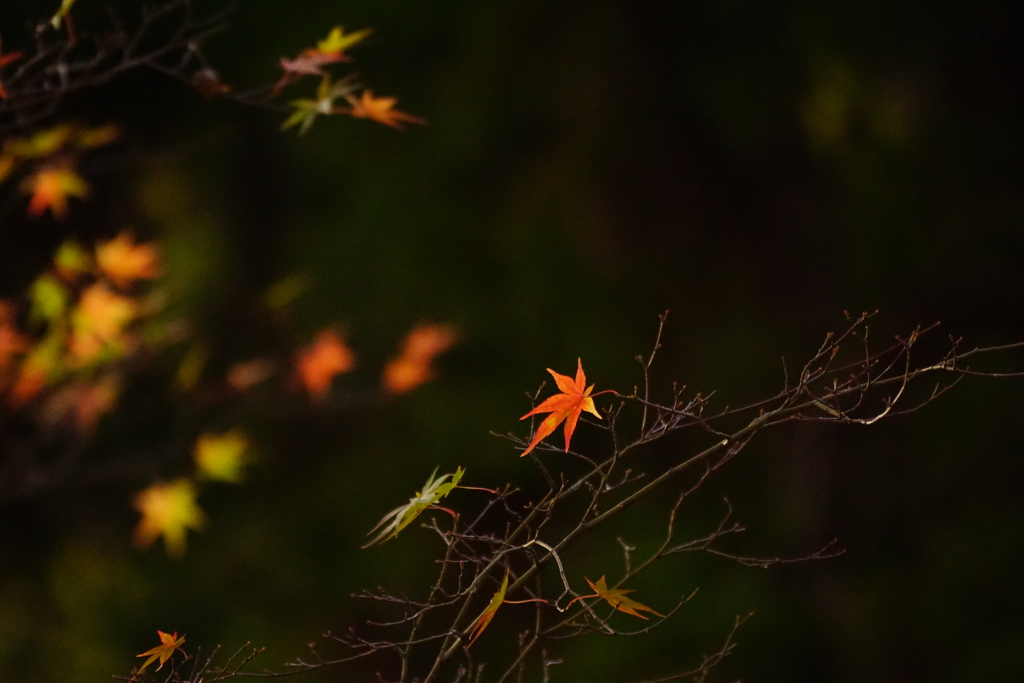 紅葉　DSC00049