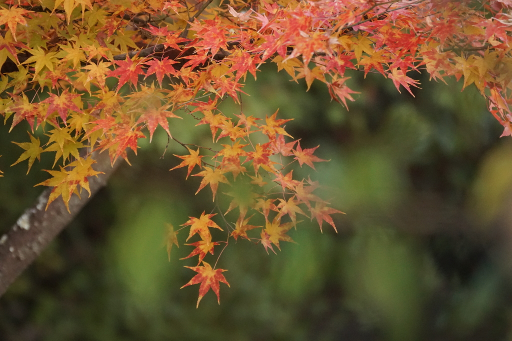 紅葉５