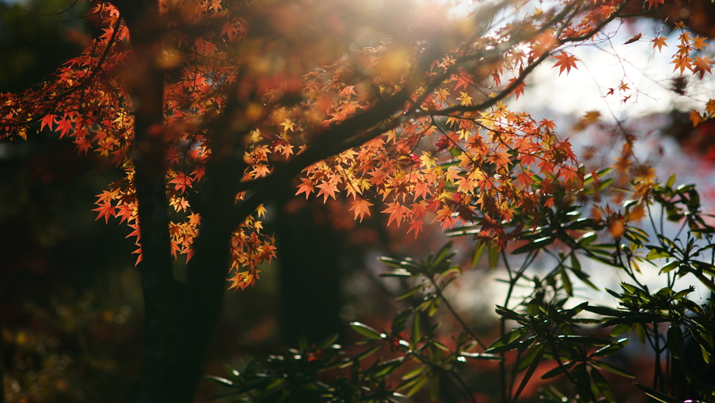 紅葉　DSC07486