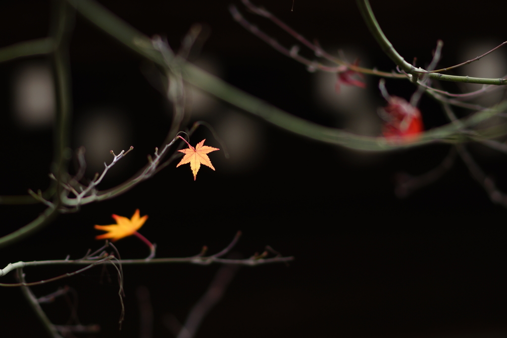 紅葉　DSC01110