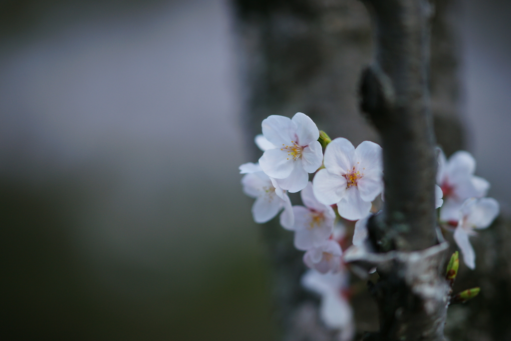  桜 DSC02425