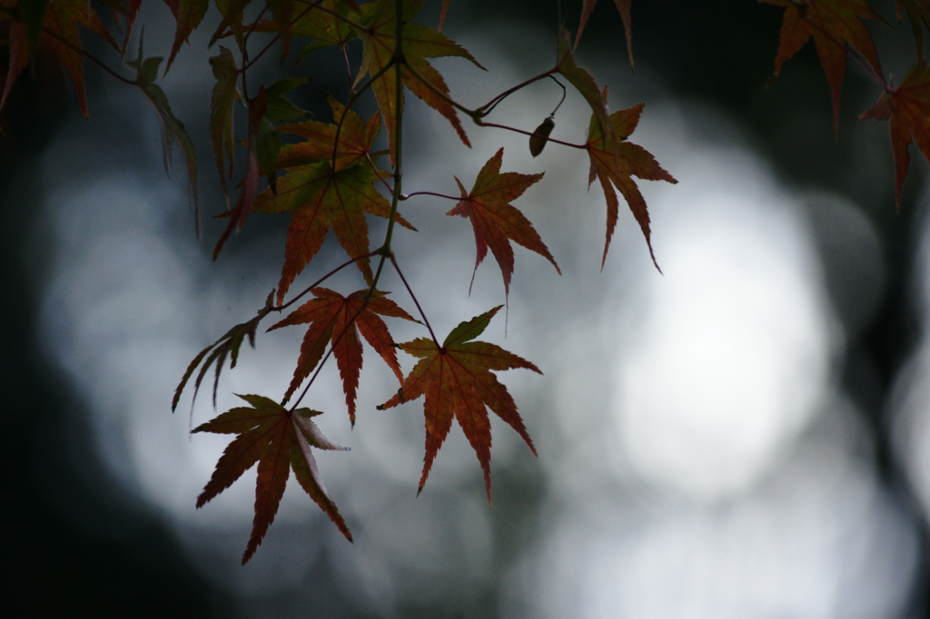 ２０１３　紅葉６