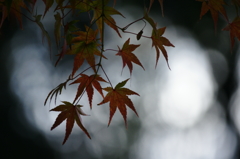 ２０１３　紅葉６