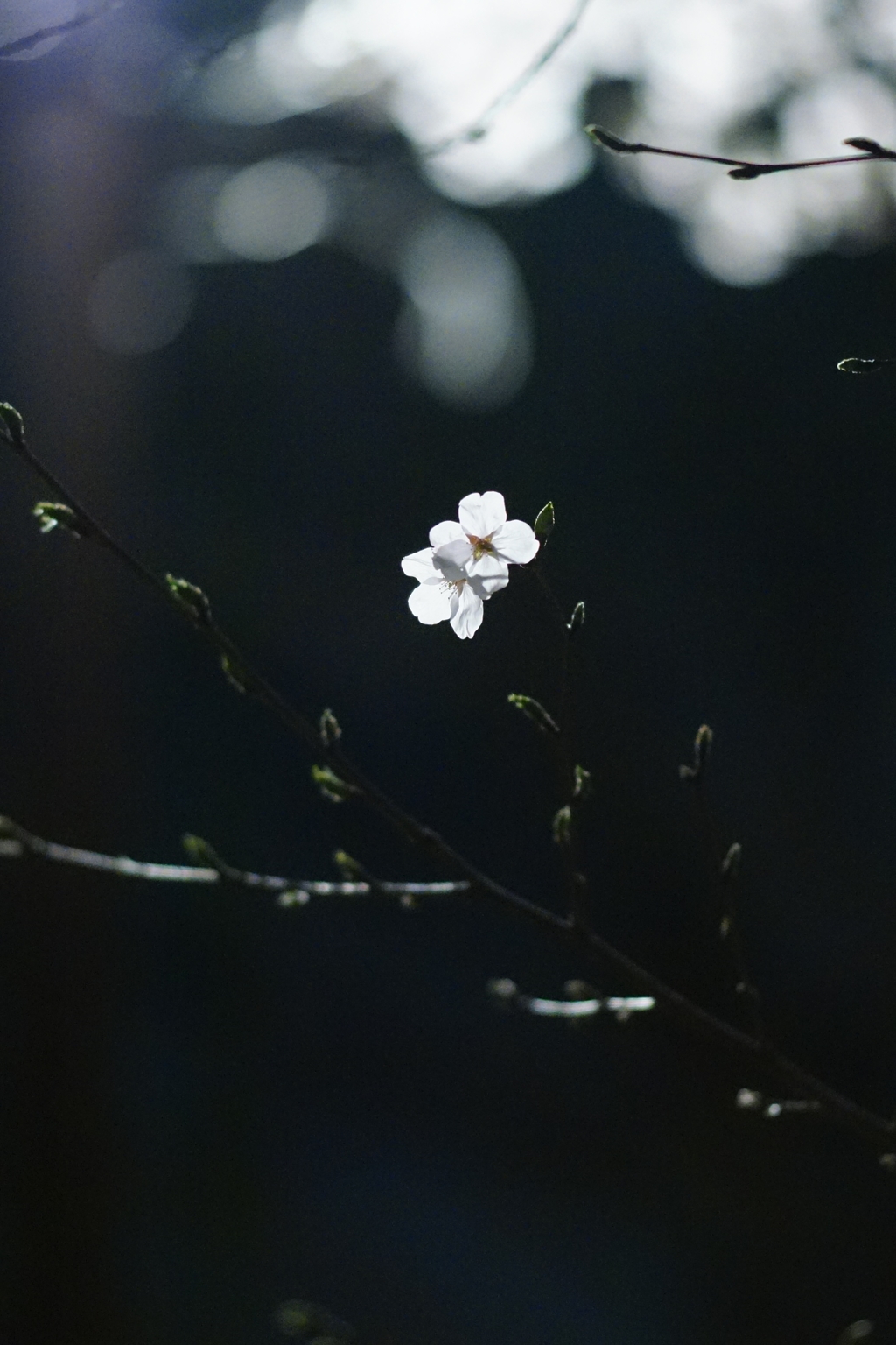 桜　DSC01361
