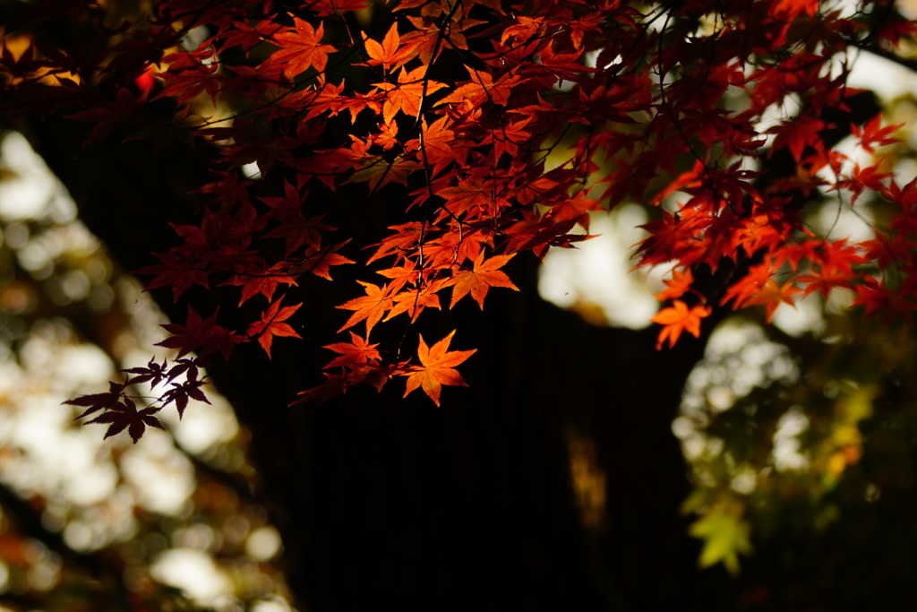 紅葉　DSC09975