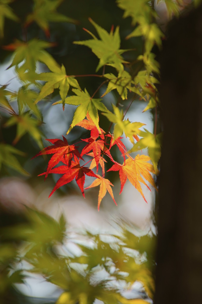 さぁ、紅葉にチェンジ！！