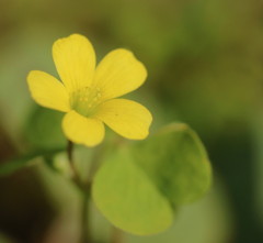 小さな野花１