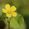 小さな野花１