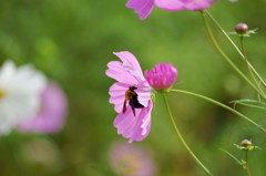 秋桜、美味しい？