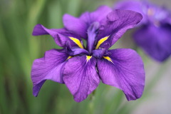 花菖蒲