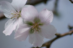 これがホントの秋桜