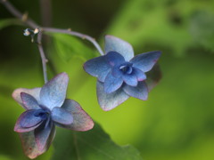 淡く、儚く・・・