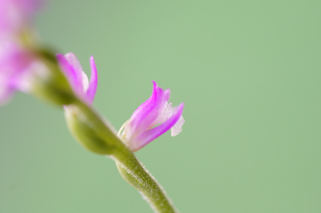 ねじ花